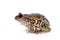 Riobamba marsupial frog on white