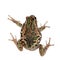 Riobamba marsupial frog on white