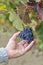 Rioja vineyards ripening