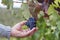 Rioja vineyards ripening