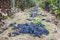 Rioja vineyards ripening