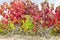 Rioja vineyards ripening