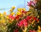 A riot of colour, red forest flame against yellow gorse.