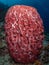 Riotous colours and forms. Misool, Raja Ampat, Indonesia