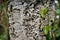 Riparbella, Livorno, Italy - October 05, 2017 - ivy attached to the bark of the secular oak and Hikers walk alon