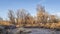 Riparian forest along the Poudre River