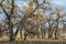 Riparian forest along South Platte River