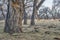 Riparian forest in eastern Colorado