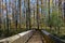 Riparian Forest Overlook trail boardwalk, yellow leaves of fall, Nisqually National Wildlife Refuge, Washington State