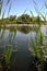 Riparian Pond Reflection