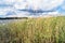 Riparian reed on the lake Seliger, Tver region.