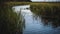 Riparian Rhapsody: Serenity Along the Marshland River