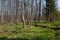 Riparian stand of Bialowieza Forest along stream