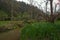 Riparian vegetation, with eucalyptus in the background