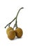Ripe acera or betel palm nut fruit with path