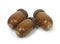 Ripe acorns
