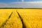 Ripe agricultural wheat field before harvest on sunny summer day