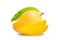 Ripe Alphonso mango fruit with green leaf