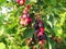 Ripe amelanchier berries on bush