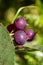 Ripe amelanchier berries on bush in the forest