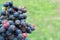 Ripe amelanchier berries in hand. Branch with juicy blue berries close-up.