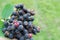 Ripe amelanchier berries in hand. Branch with juicy blue berries close-up.