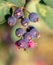 Ripe Amelanchier berries in nature.