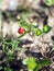 Ripe and appetizing strawberry grows on a ground