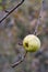 Ripe apple on a branch. Autumn.