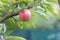 Ripe apple crop on fruit tree branch with green leaves in autumn garden on natural landscape, orchard