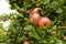 Ripe apple hang on fruit tree branch. Healthy food