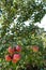 Ripe apples on the apple tree