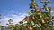 Ripe apples on an apple tree