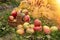 Ripe apples in a basket on the grass. Harvest. Festival. Apples for cider making