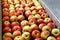 Ripe apples being processed and transported for packing