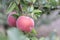 Ripe apples on the branches