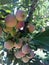 Ripe apples in the garden on a tree.