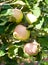 Ripe apples hang on a branch with green leaves. Picking apples, growing fruits