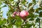 Ripe apples hang on a branch with green leaves. Picking apples, growing fruits