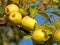 Ripe apples Malus domestica close-up.