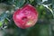 Ripe Apples in Orchard ready for harvesting