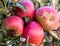 Ripe Apples in Orchard ready for harvesting