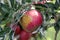 Ripe Apples in Orchard ready for harvesting