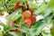 ripe apples at orchard during summer nearing fall or autumn surrounded by green leaves