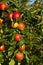 Ripe apples on a tree branch