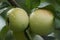 Ripe Apples on Tree in Rain