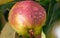 Ripe apples on a tree in raindrops. Close-up