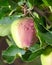 Ripe apples on a tree in raindrops. Close-up