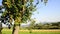 Ripe apples on a tree in summertime in a landscape