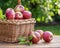 Ripe apples in the wicker basket. Organic fruit harvesting in the orchard garden